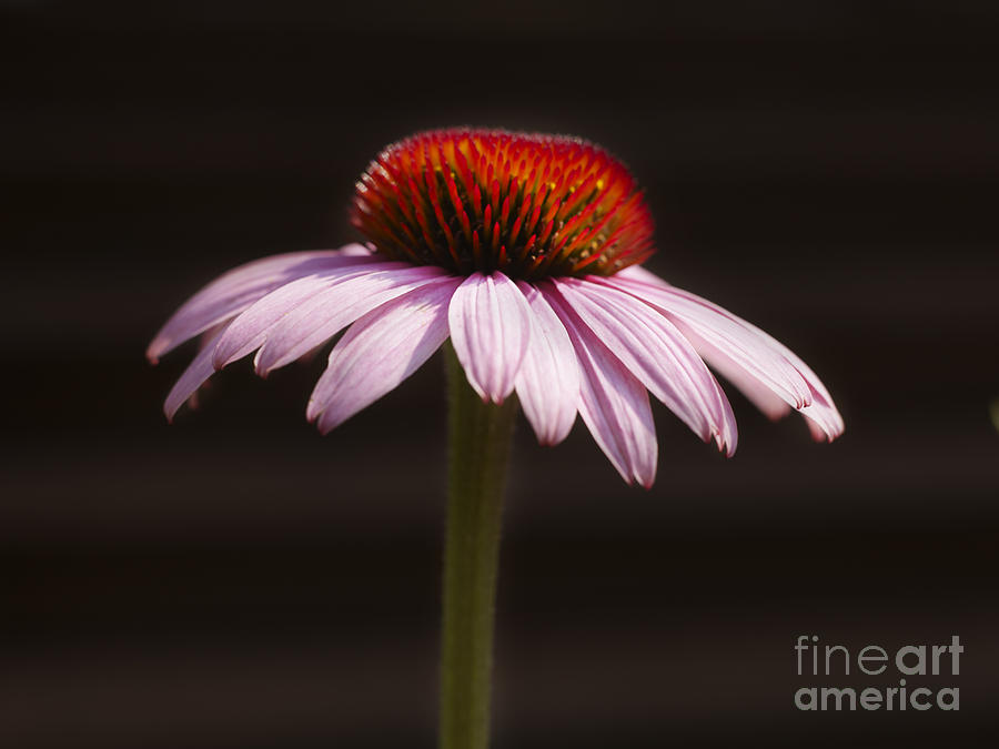 Flower Photograph - Cornflower #4 by Tony Cordoza