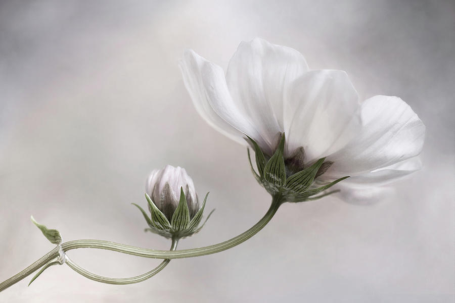 Cosmos #3 Photograph by Mandy Disher