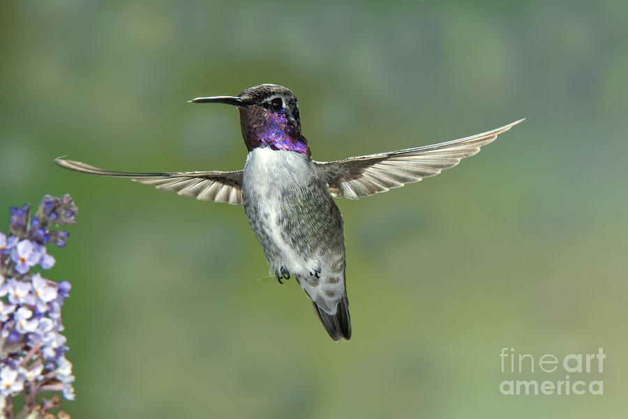 Hummingbird Photograph - Costas Hummingbird #3 by Anthony Mercieca