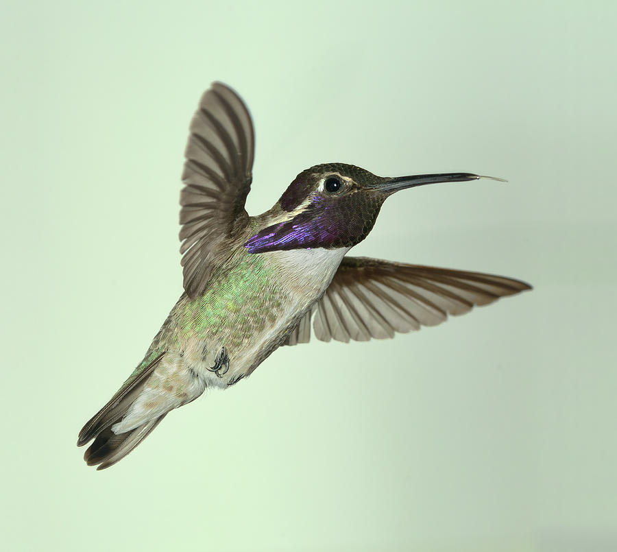 Costas Hummingbird #3 Photograph by Gregory Scott