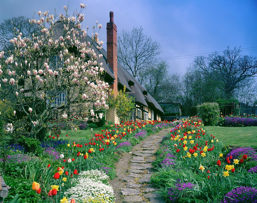 Cottage Garden #3 Photograph by Andy Williams/science Photo Library