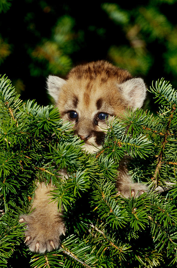 Cougar Cub Photograph By Jef