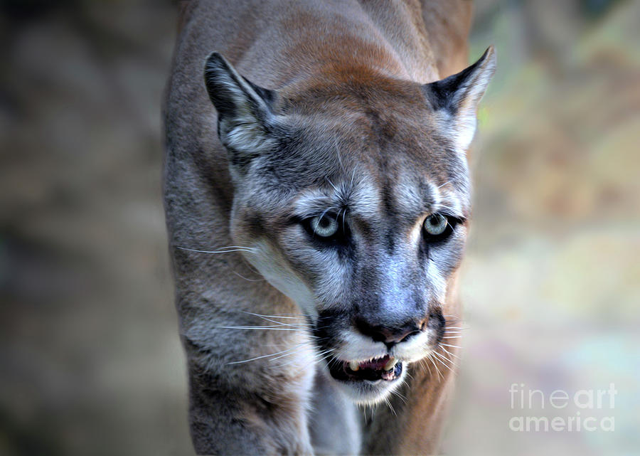 Cougar #5 Photograph by Savannah Gibbs