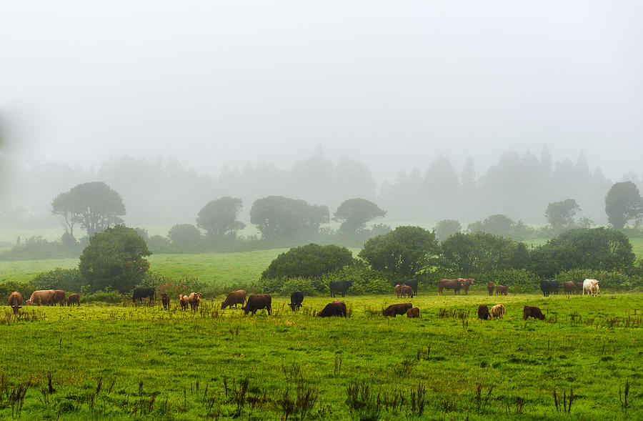 Cows at Rest Photograph by Joseph Amaral