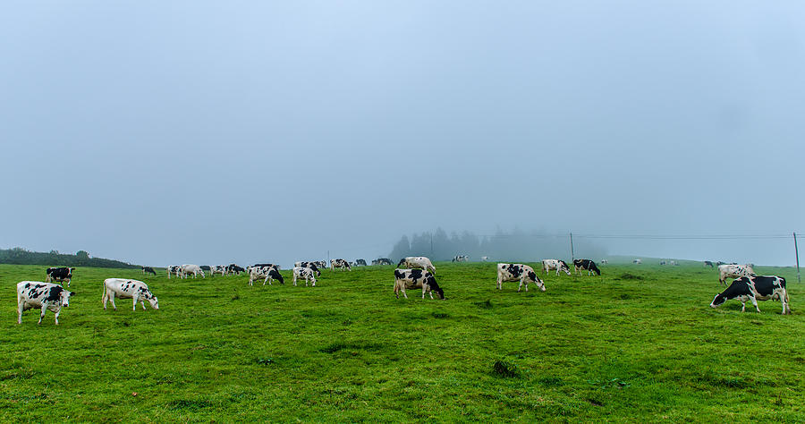 Cows in the Field Photograph by Joseph Amaral