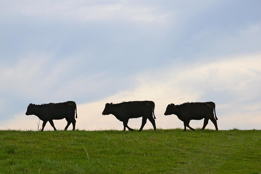 3 Cows Walking Photograph by Teresa Tilley