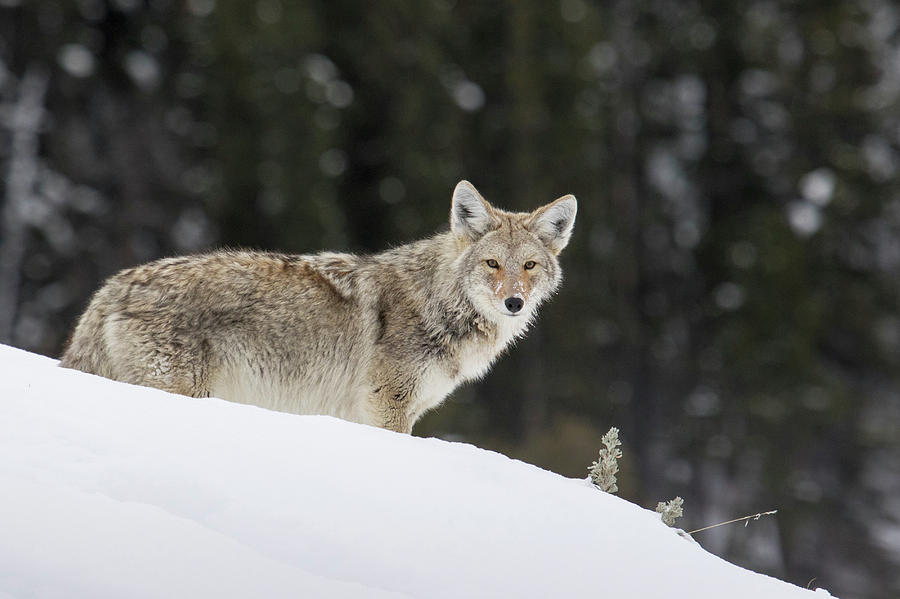 Wildlife Photograph - Coyote In Winter #3 by Ken Archer