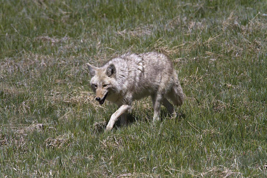 Yellowstone National Park Photograph - Coyote  #3 by Jack R Perry