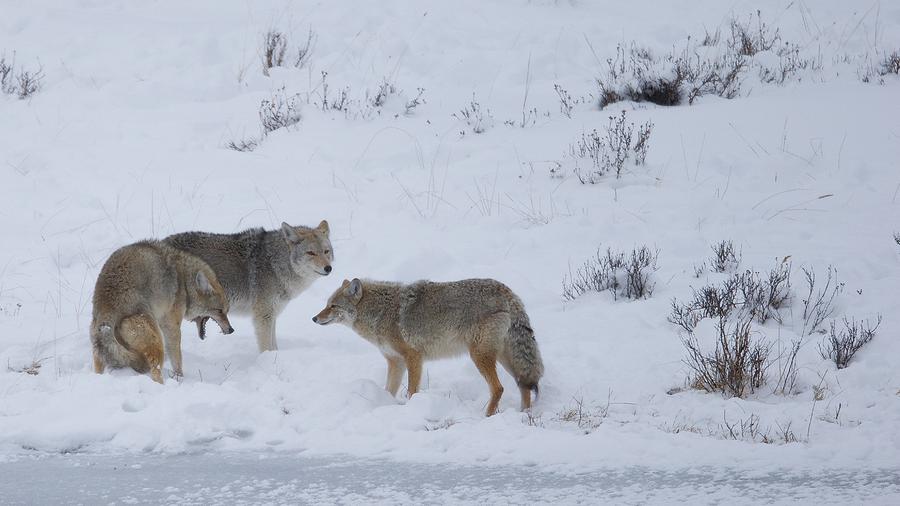 3 Coyotes Waiting in Line Photograph by Christopher Brookhart - Pixels