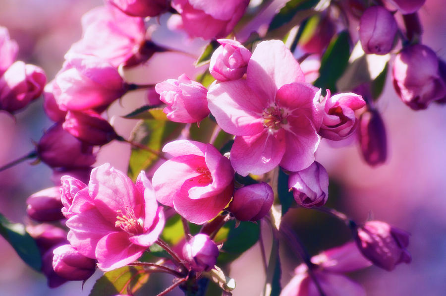 Crabapple Blossom (malus Coronaria) Photograph by Maria Mosolova ...