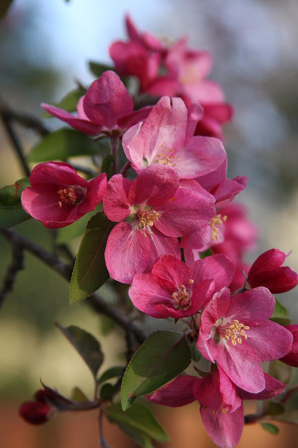 Crabapple Blossoms Photograph by Vadim Levin