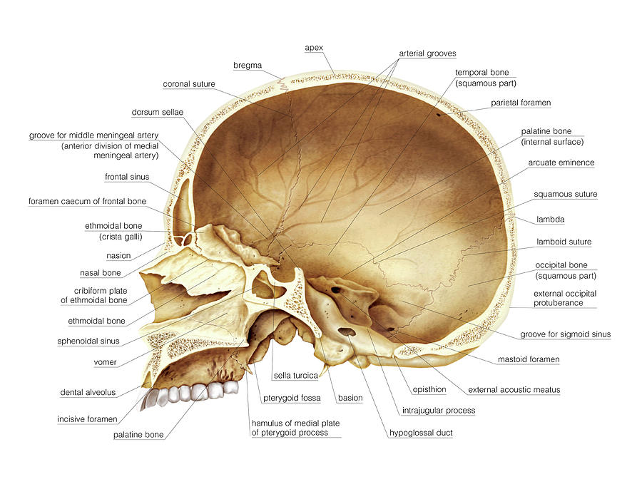 Cranium 3 Photograph By Asklepios Medical Atlas Pixels 3891