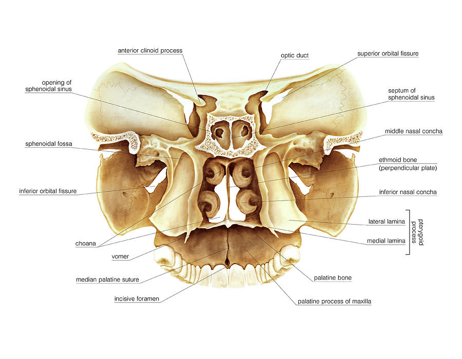 Cranium Sections 3 By Asklepios Medical Atlas 7664