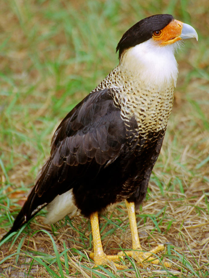 Crested Caracara Caracara Cheriway Photograph by Millard H. Sharp ...