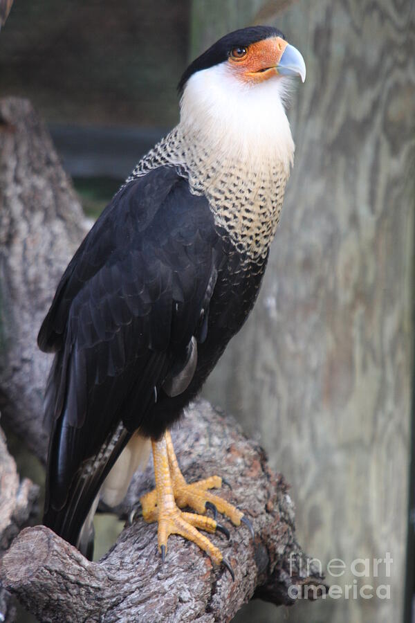 Crested Carara Photograph by Christiane Schulze Art And Photography ...