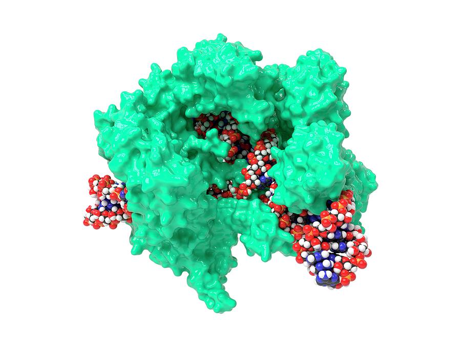 Crispr-cas9 Gene Editing Complex #3 Photograph by Indigo Molecular Images