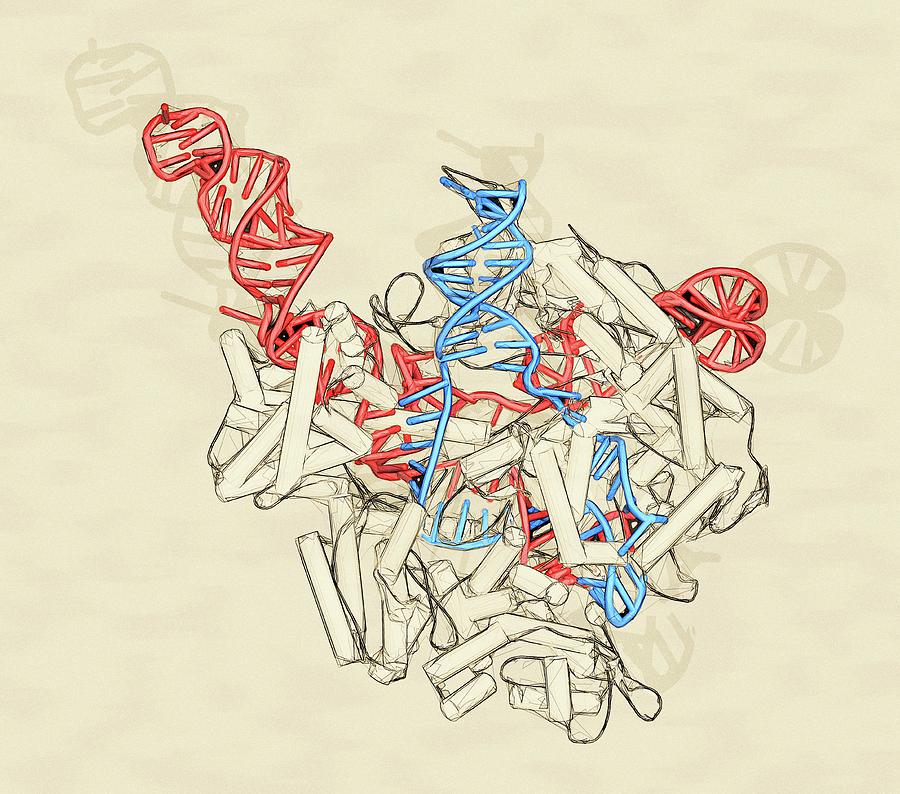 Crispr-cas9 Gene Editing Complex #3 Photograph by Molekuul