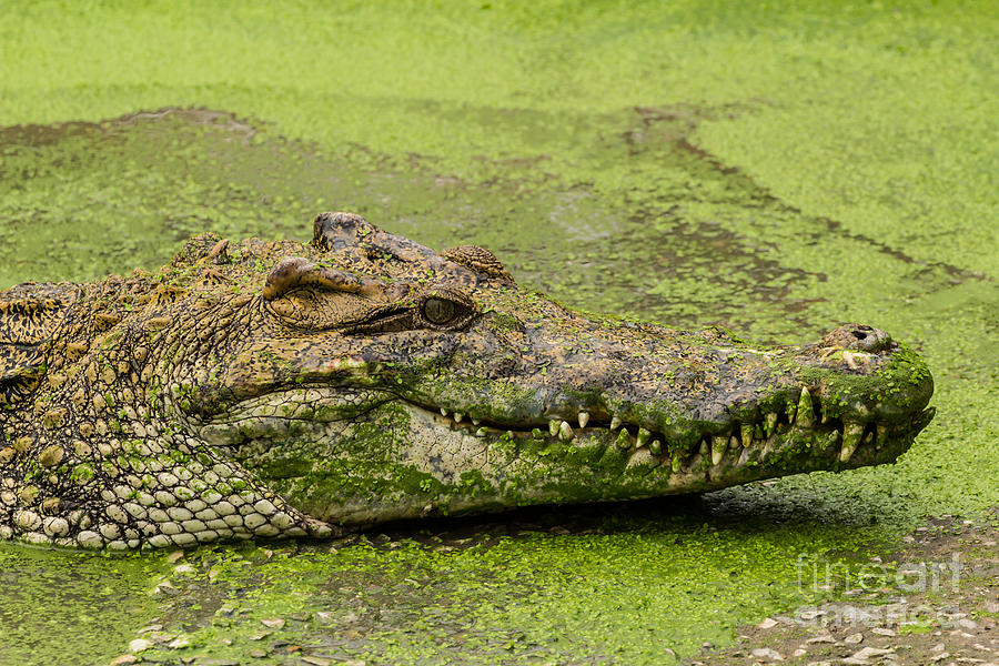 Crocodile  #3 Photograph by Tosporn Preede