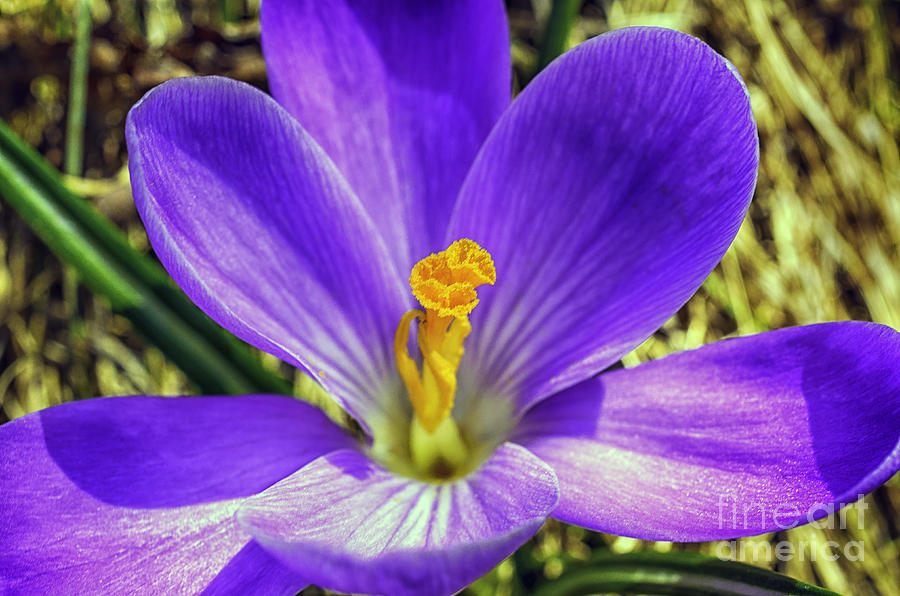 Spring Photograph - Crocus in Bloom #3 by Thomas R Fletcher