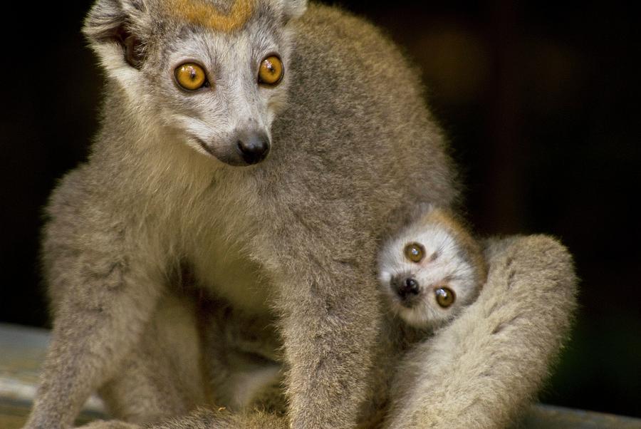 Nature Photograph - Crowned Lemurs #3 by Philippe Psaila/science Photo Library