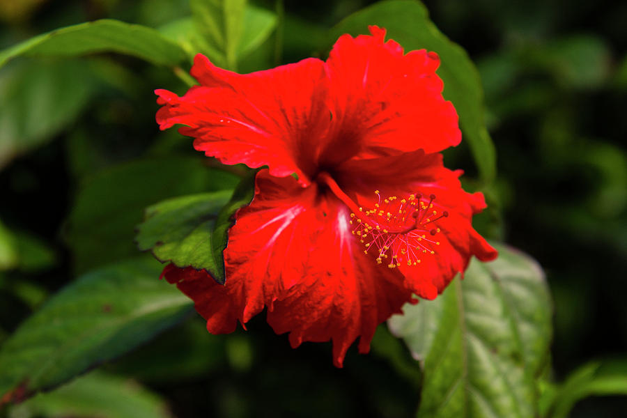 Cuba Artemisa Las Terrazas Unesco Photograph by Inger Hogstrom - Fine ...