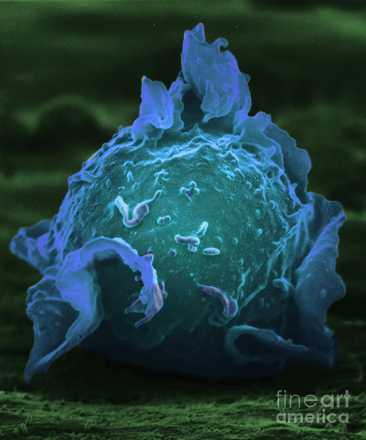 Cell Photograph - Cultured Cell, Sem #3 by David M. Phillips