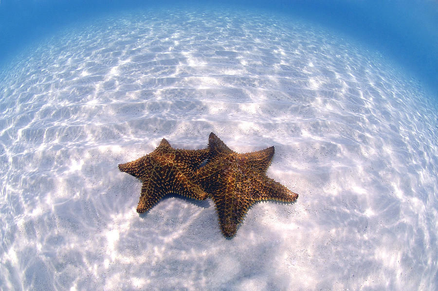 Cushion Sea Stars #3 Photograph by Charles Angelo