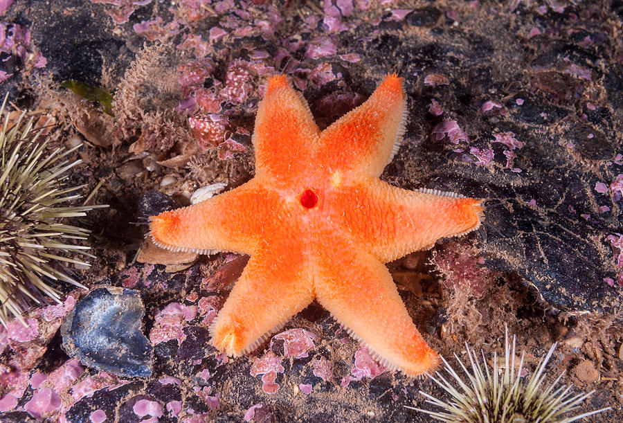 Cushion Winged Sea Star #3 by Andrew J. Martinez