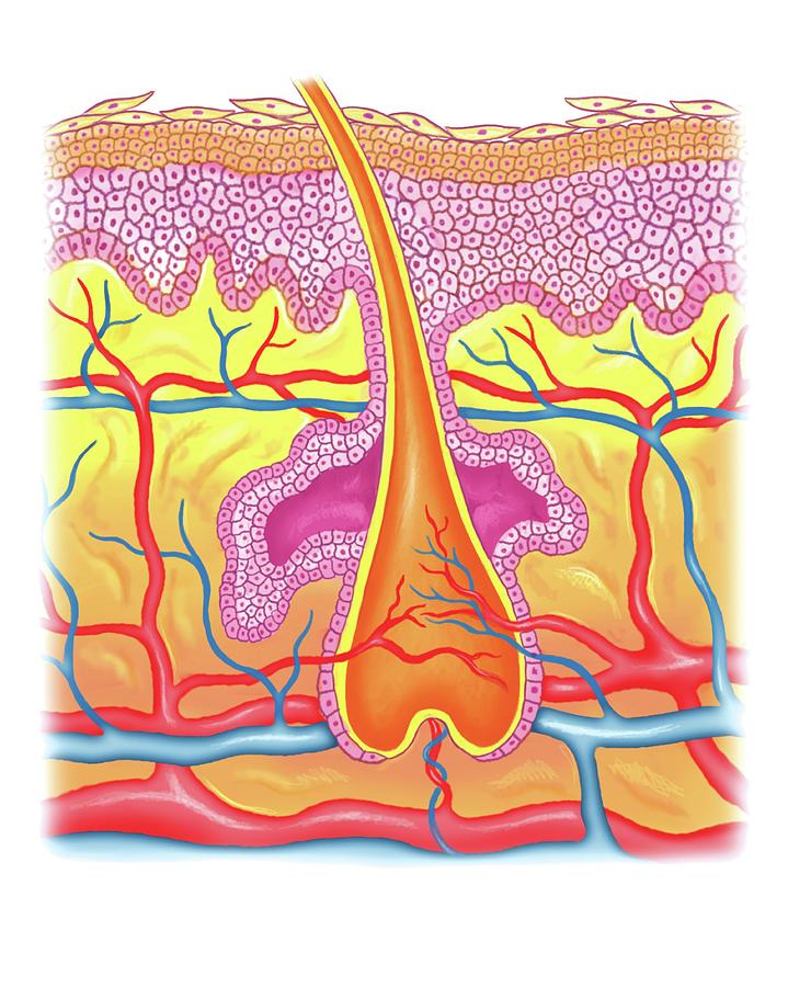 Cutaneous Vascularization Photograph by Asklepios Medical Atlas - Fine ...