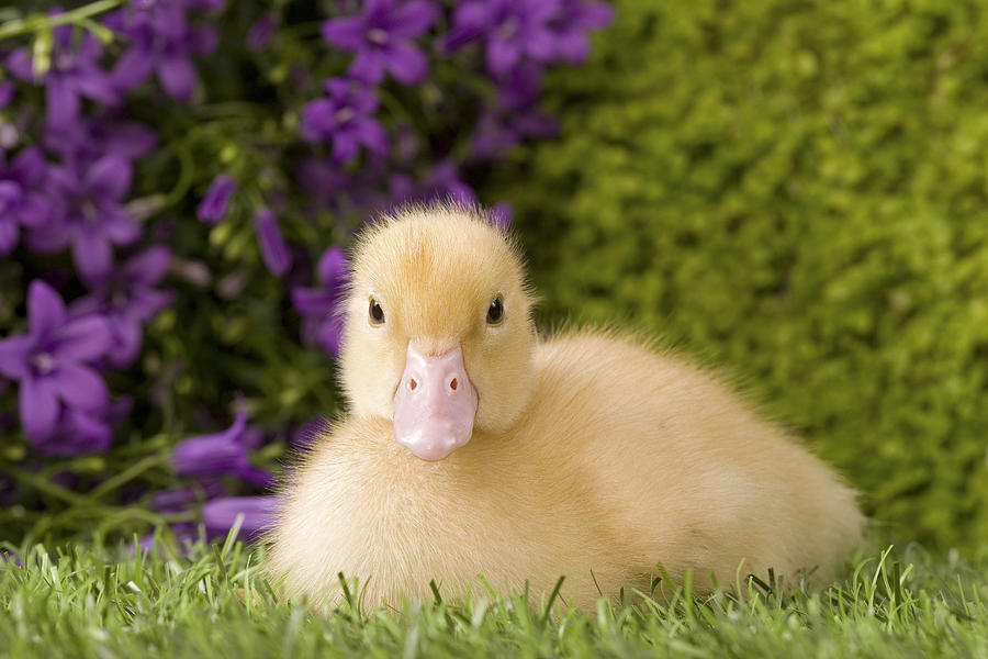 Cute Duckling #3 Photograph by Jean-Michel Labat