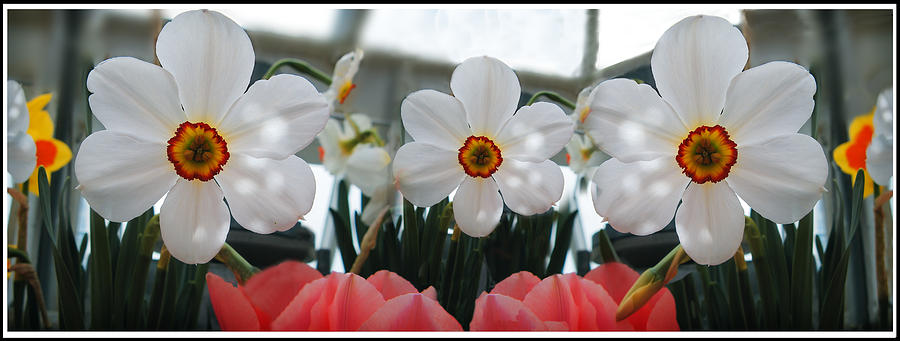 3 Daffodils by Sandy Scharmer 3 Daffodils by Sandy Scharmer