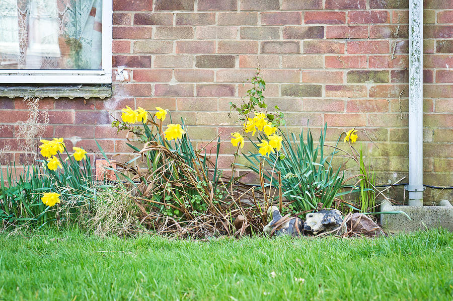 Daffodils #3 Photograph by Tom Gowanlock