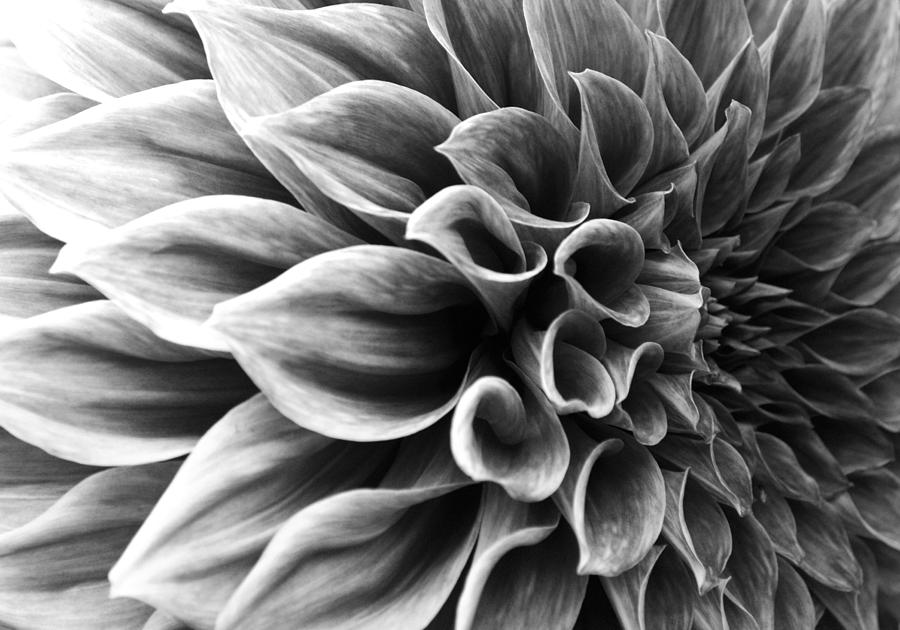 Dahlia flower #3 Photograph by Sumit Mehndiratta