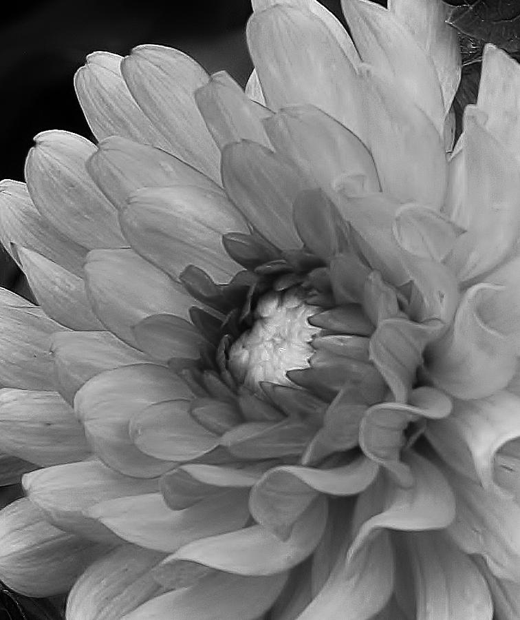 Dahlia in Black and White #3 Photograph by Bruce Bley