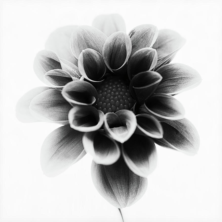 Flower Photograph - Dahlia #3 by Lotte Gr??nkj??r