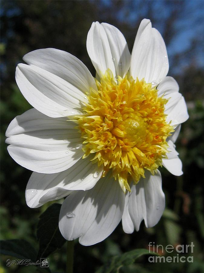 Flower Photograph - Dahlia named Platinum Blonde #3 by J McCombie