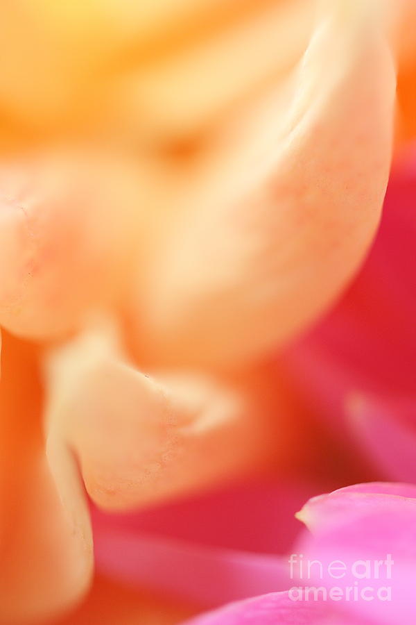 Dahlia Photograph - Dahlia by Rebeka Dove Dahlia Photograph - Dahlia by Rebeka Dove