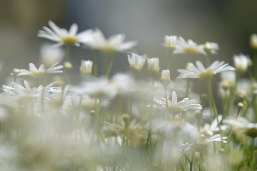 Daisies #3 Photograph by Michael Goyberg
