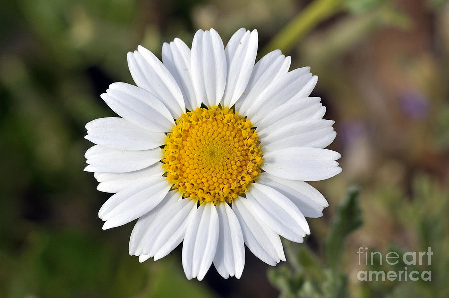 Daisy flower Photograph by George Atsametakis