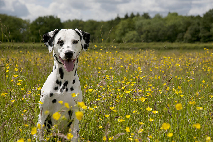Dalmatian In Buttercup Field #3 Photograph by John Daniels