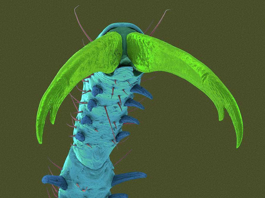 Damselfly Tarsal Claw #3 Photograph by Dennis Kunkel Microscopy/science Photo Library