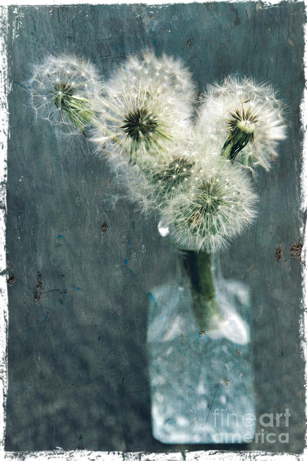 Flower Photograph - Dandelions #3 by Sophie Vigneault