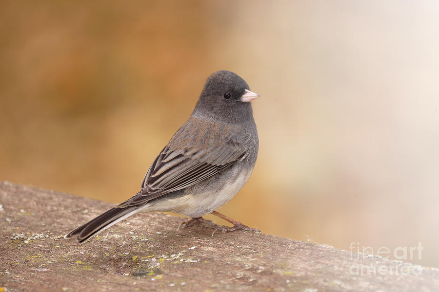 Dark eyed junco Photograph by Lori Tordsen - Fine Art America