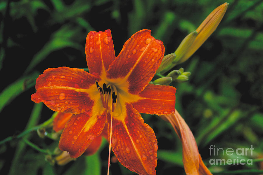 Day Lilly #3 Photograph by William Norton