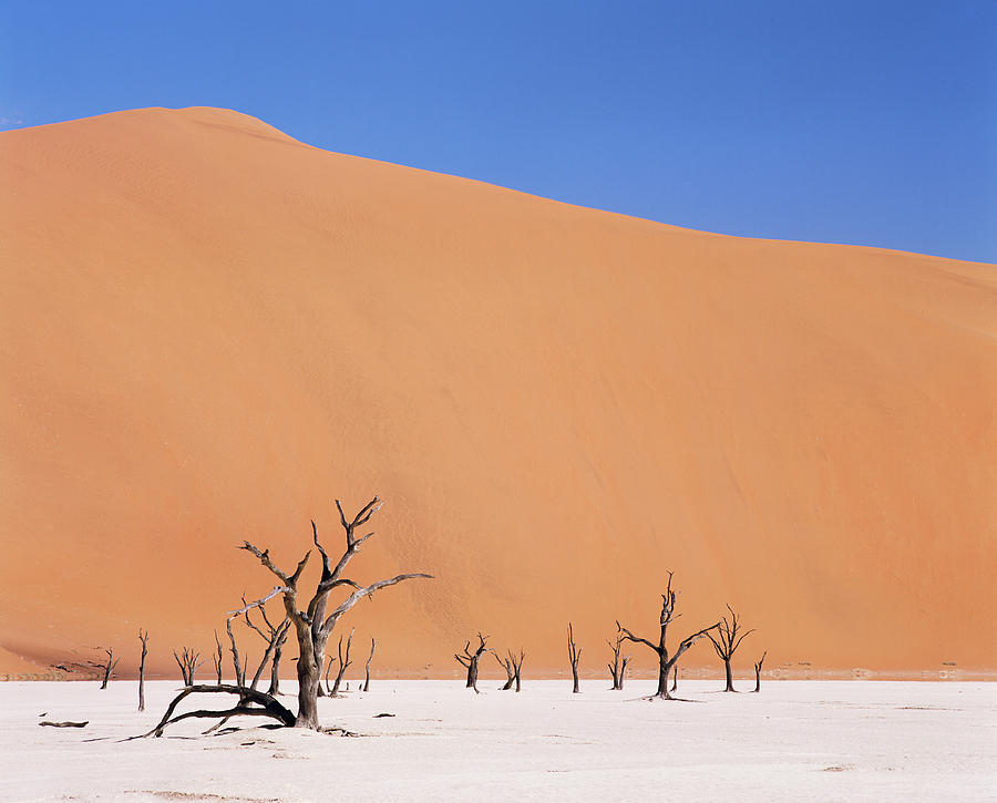 Dead Vlei Desert Pan #3 Photograph by Sinclair Stammers/science Photo Library