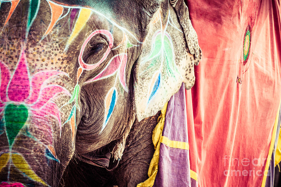Flower Photograph - Decorated elephant at the annual elephant festival in Jaipur #3 by Mariusz Prusaczyk