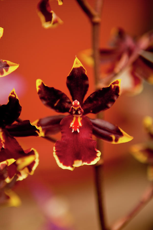 Deep Cut Orchid #3 Photograph by Dan Pfeffer