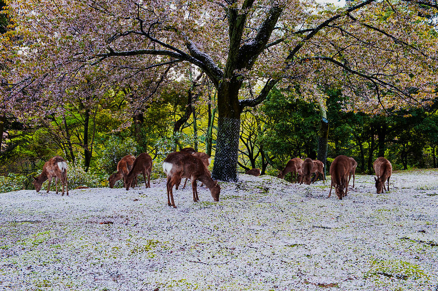 Deer after spring storm #3 Photograph by Hisao Mogi