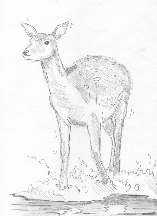 Deer #3 Drawing by Mike Jory