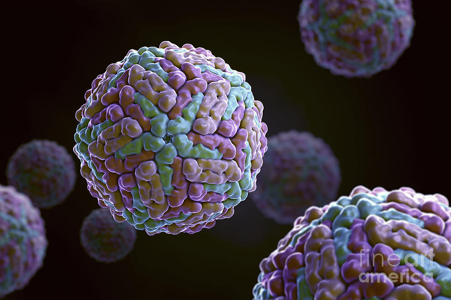 Dengue Virus #3 Photograph by Science Picture Co